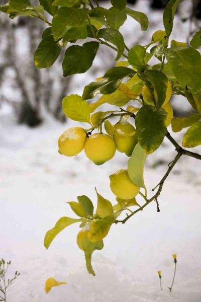 Limoni sotto la neve