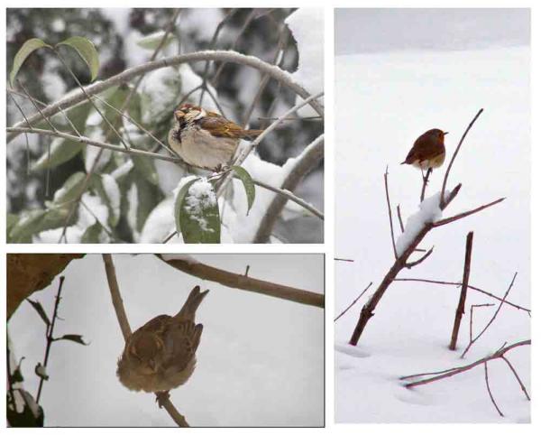 Uccellini nella neve