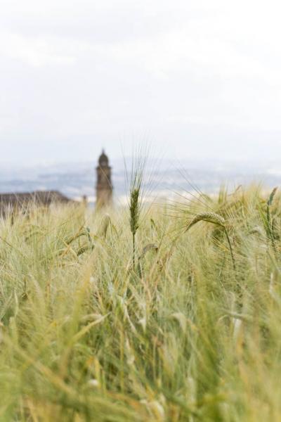 Che ne sai tu di un campo di grano ????