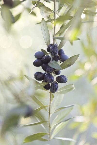 La raccolta delle olive