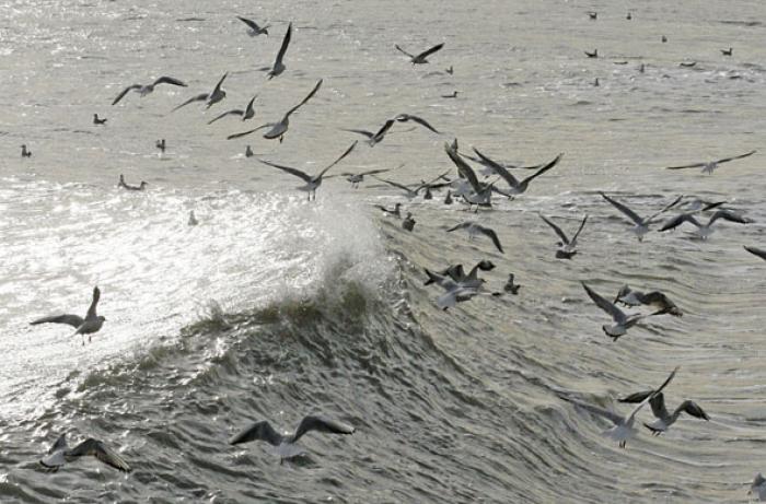 Gabbiani che giocano con le onde